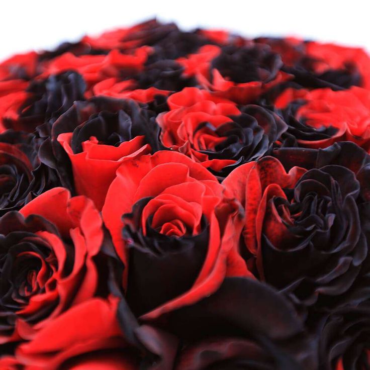 Non-gmo rare gray rot rose samen for home gardening