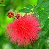 Non-gmo bold rot acacia samen for home gardening
