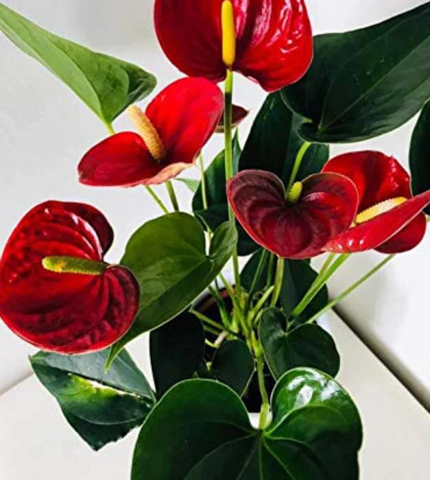 Non-gmo bold rot anthurium linden samen for home gardening