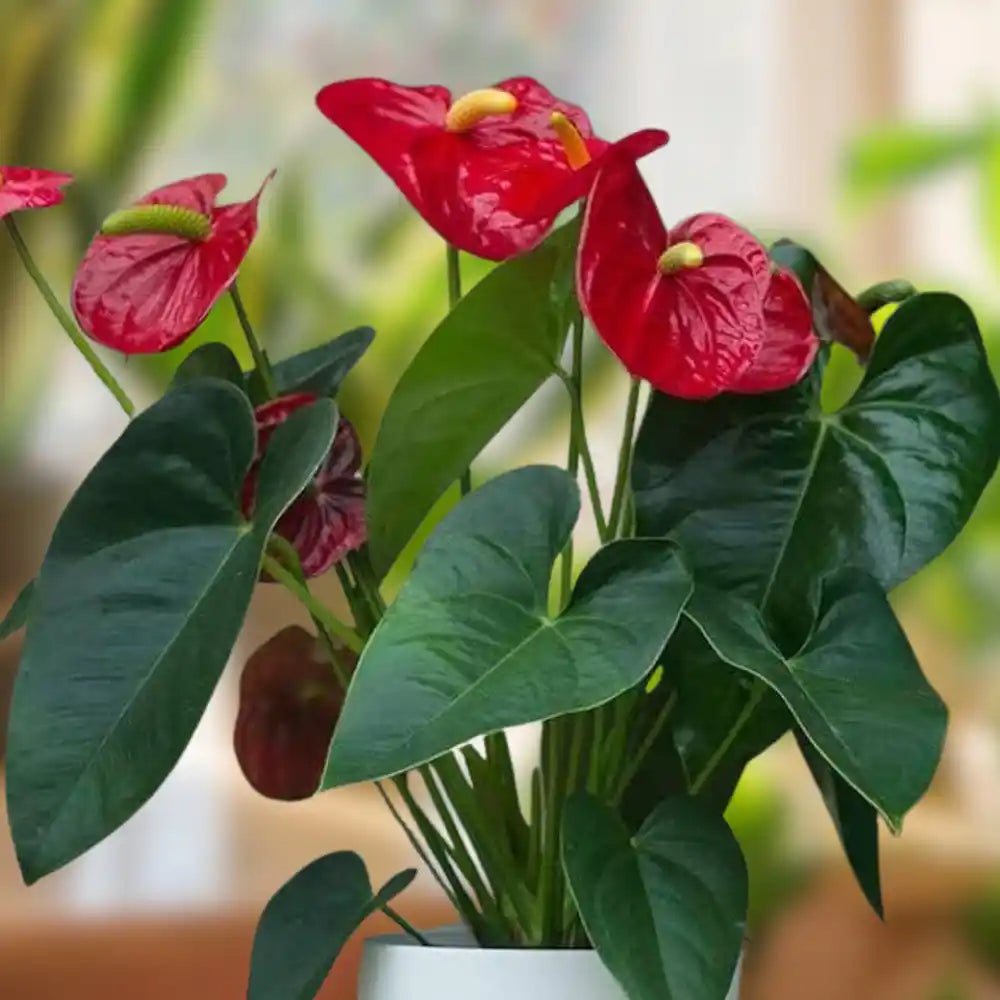 Non-gmo rot anthurium blume samen
