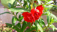 Non gmo rot balsamine samen