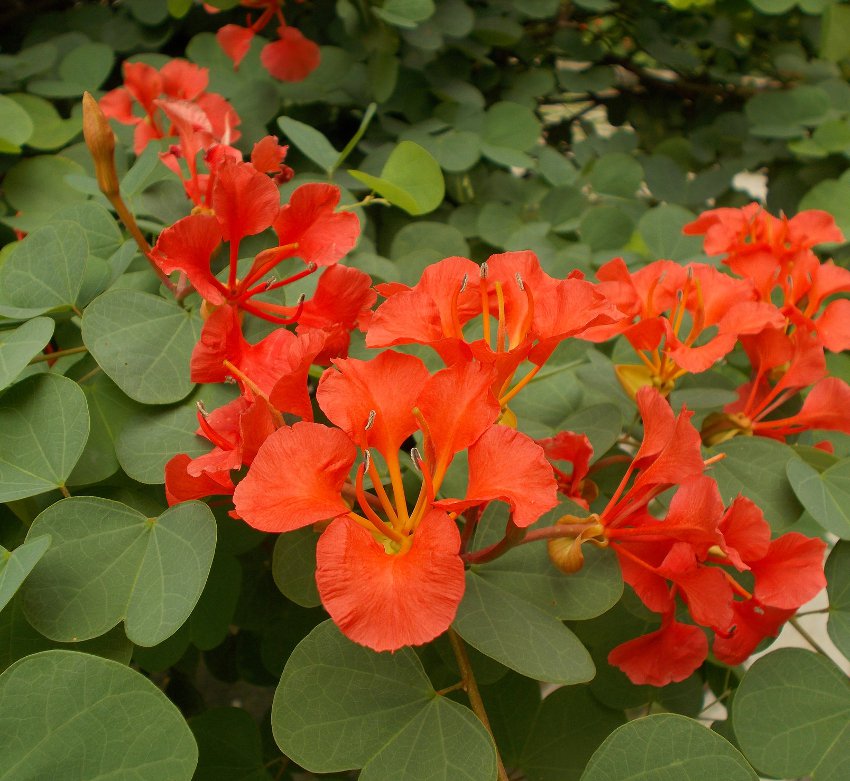 Non-gmo rot bauhinia tree samen for gardening