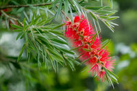 Non gmo rot bottlebrush samen