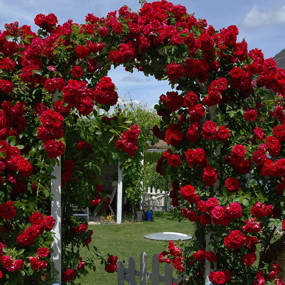 Non-gmo rot climbing rose samen for home gardening