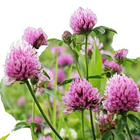 Non GMO Red Clover Samen for gardens