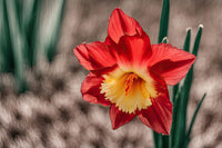 Premium non-gmo rot daffodil samen