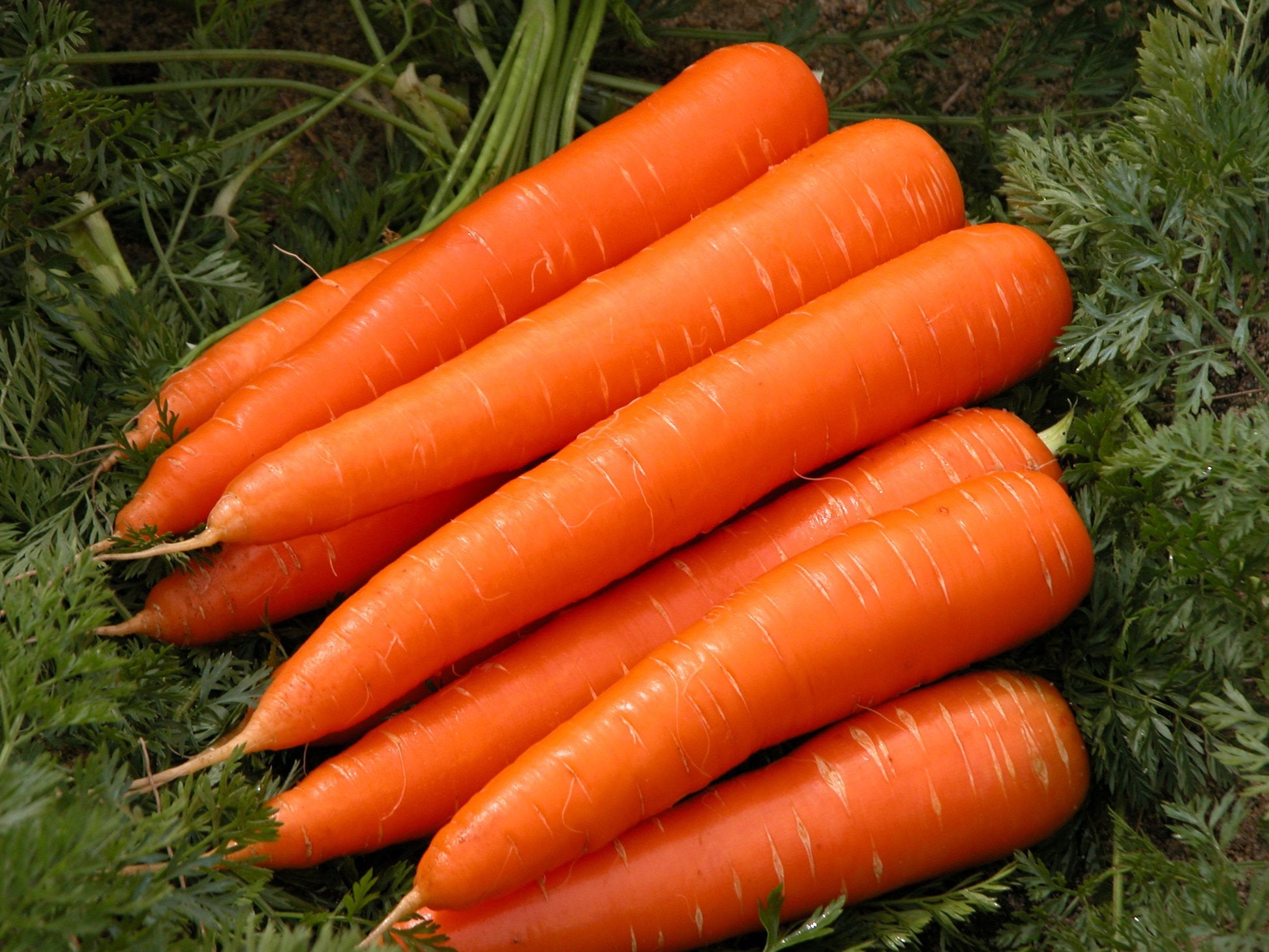 Non-gmo red riesige gemüse samen
