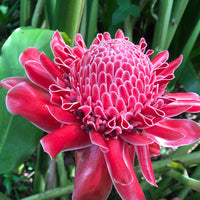 Non-gmo rot grün torch ginger pflanze samen
