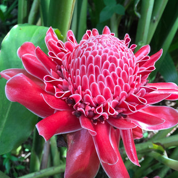 Non-gmo rot grün torch ginger pflanze samen