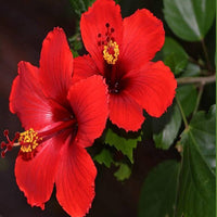 Non-gmo rot hibiscus samen for gardening