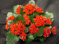 Non gmo rot kalanchoe samen