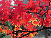 Non gmo rot maple samen