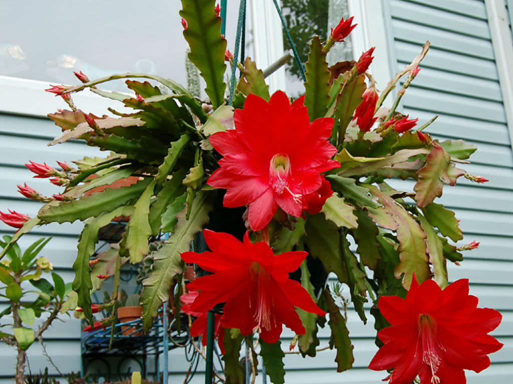 Non-gmo rot nopalxochia blume samen