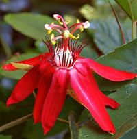 Non-gmo rot passion blume samen for home gardening