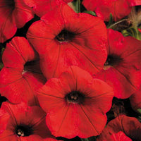 Premium non-gmo rot petunia samen
