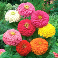 Non-gmo rot lila zinnia blume samen