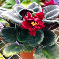 Non gmo rot saintpaulia samen