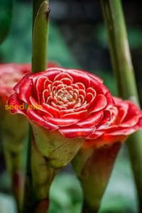Non gmo rot torch ginger samen