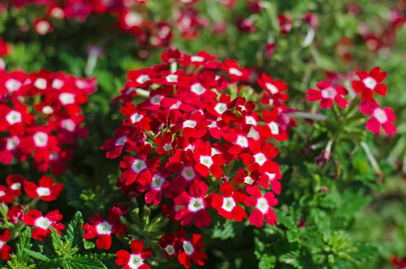 Non-gmo rot verbena blume samen