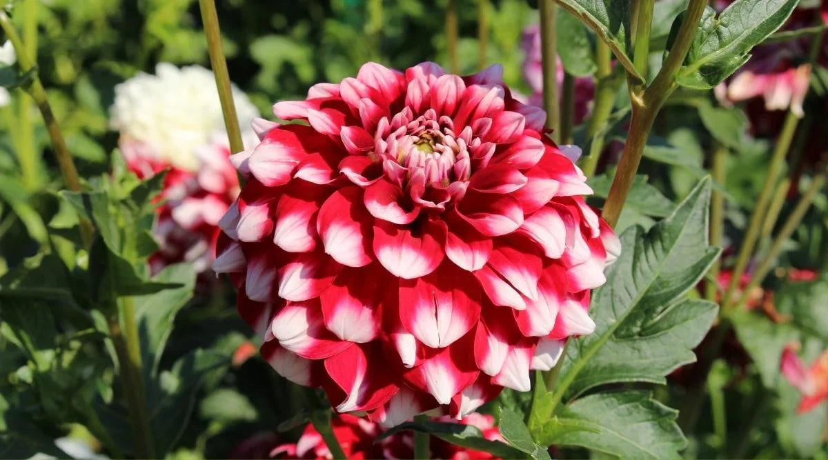Non-gmo rot and weiß dahlia samen for home gardening