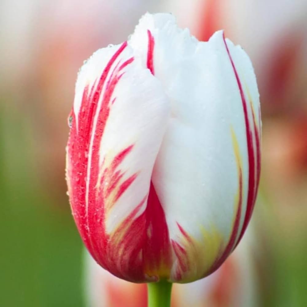 Non-gmo rot & weiß tulip samen for gardening