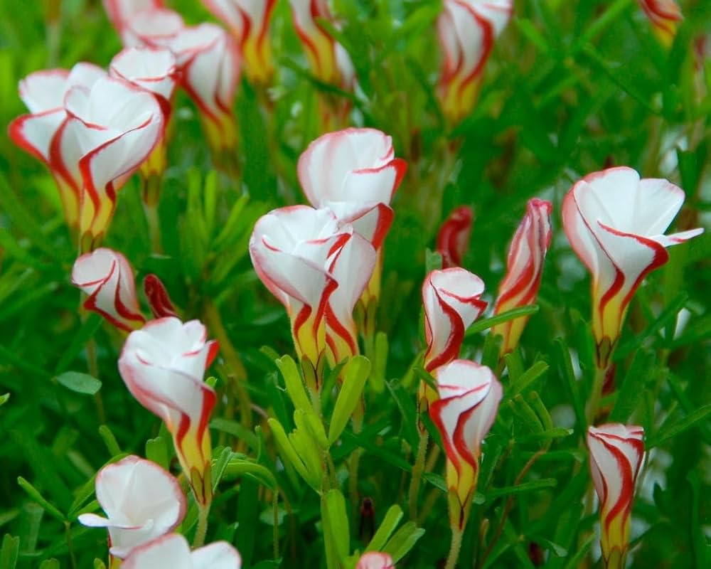 Non-gmo rot weiß versicolor blume samen