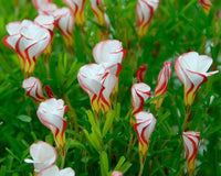 Non-gmo rot weiß versicolor blume samen