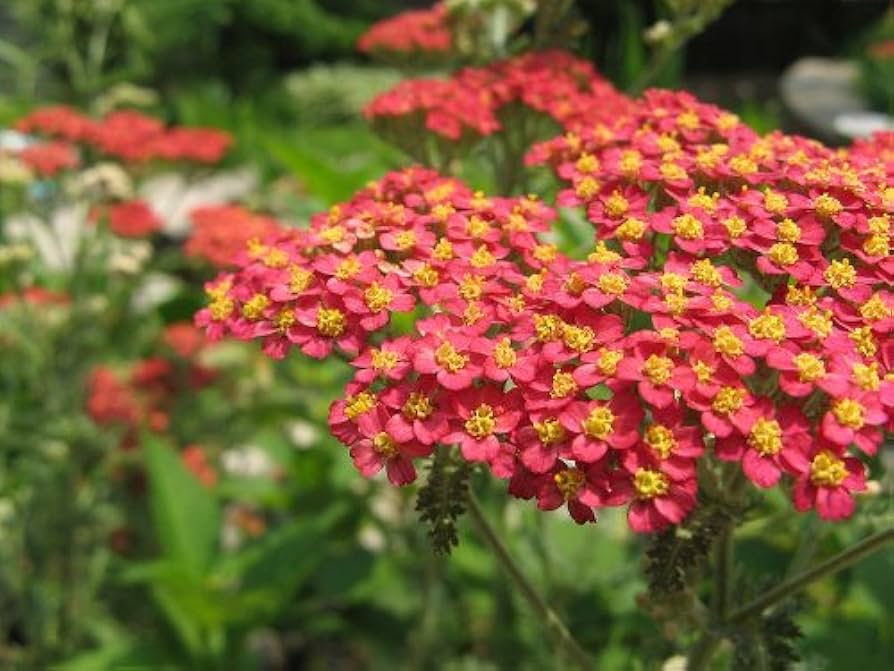 Non GMO Red Yarrow Garten Samen