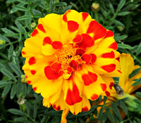 Non-gmo rot & gelb marigold samen for home gardening