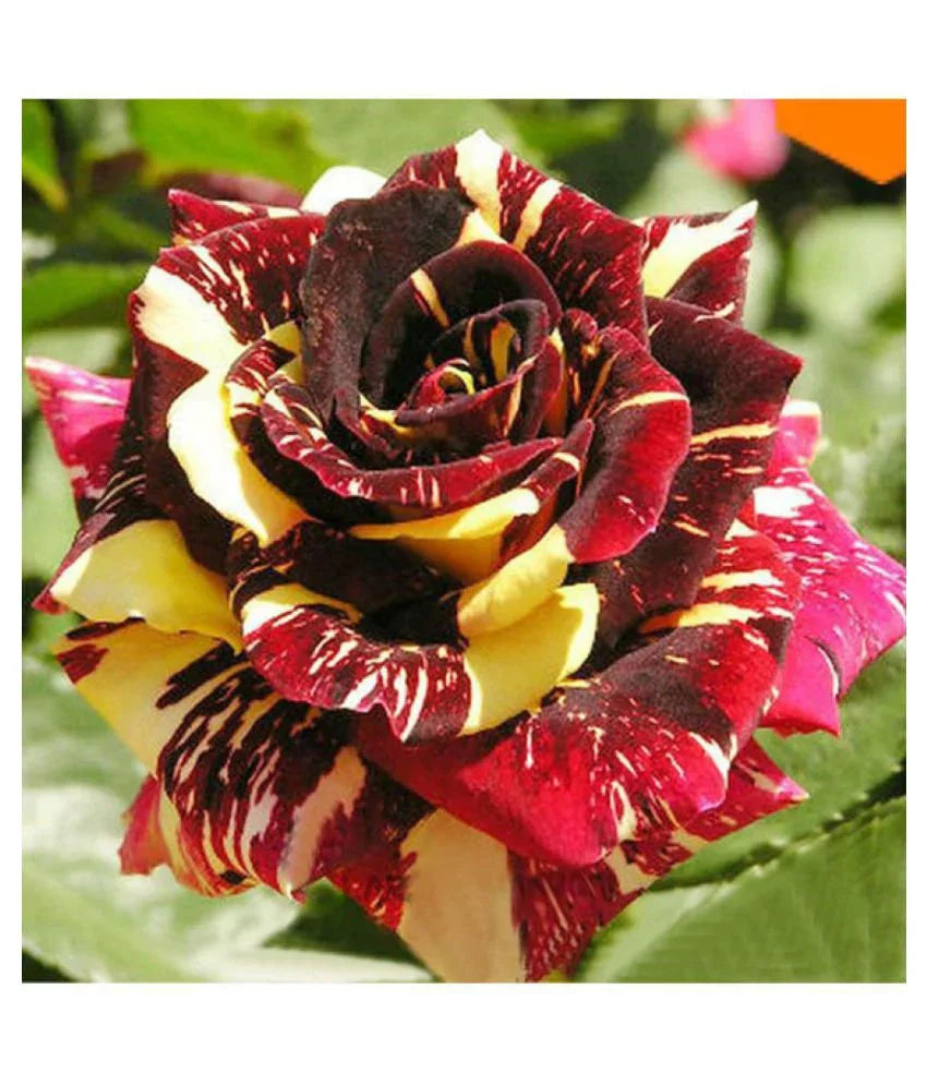 Non-gmo rot & gelb rose samen for home gardening