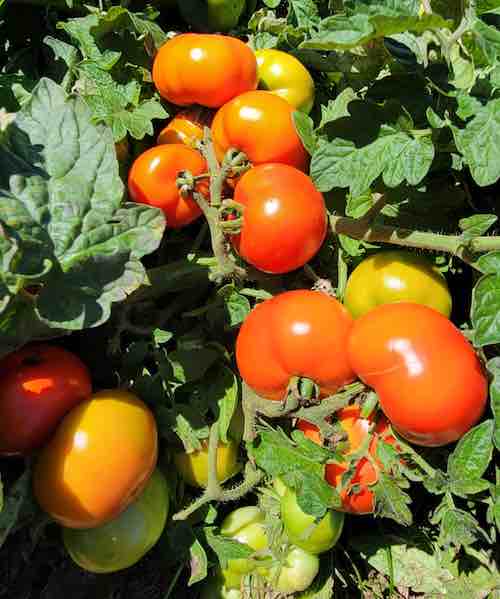 Non gmo red and gelbe tomato samen