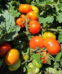 Non gmo red and gelbe tomato samen