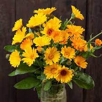 gentechnikfrei Resina Calendula Samen for flowering borders