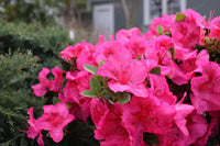 Non-gmo rhododendron azalea samen for gardening