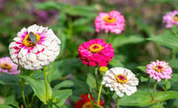 Non-gmo rich braun rot zinnia blume samen