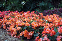 Non-gmo rieger begonia blume samen