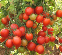 Non-gmo robin tomato samen warm-season aussaat