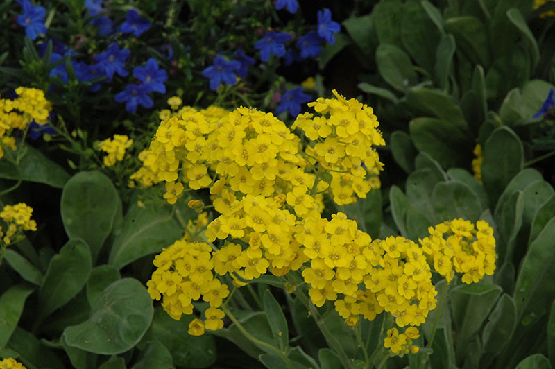 Premium non-gmo rock cress samen