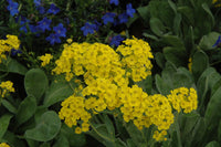 Premium non-gmo rock cress samen