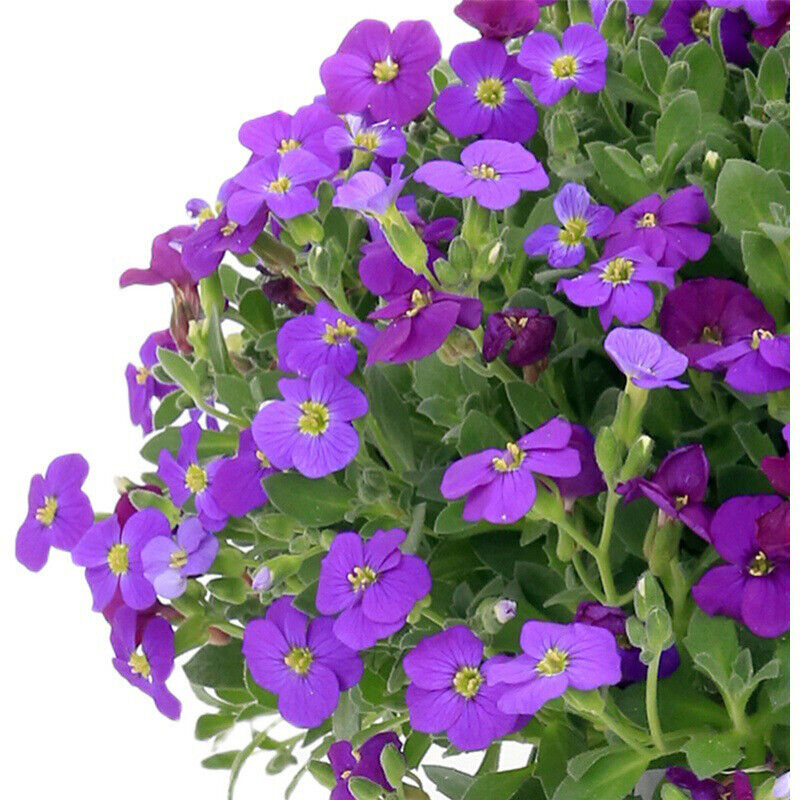 Non-gmo rock cress samen for home gardening
