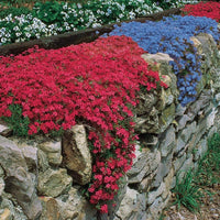 Non-gmo rock cress samen for home garten anpflanzung