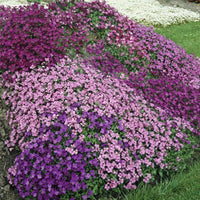 Non-gmo rock cress blume samen for gardening