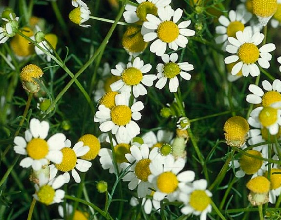 gentechnikfrei Roman Chamomile Kraut Samen for ornamental gardens