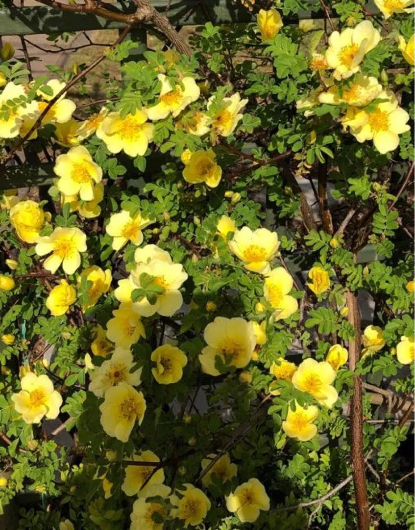 Non-gmo rosa xanthina blume samen