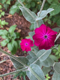 Non-gmo rose campion magenta silver catchfly samen