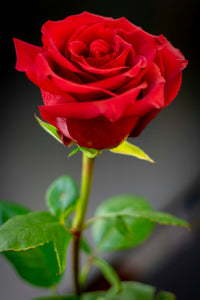 Premium non-gmo rot rose samen for anpflanzung