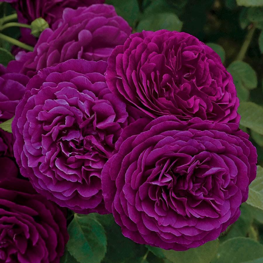 Premium non-gmo dark lila rose samen