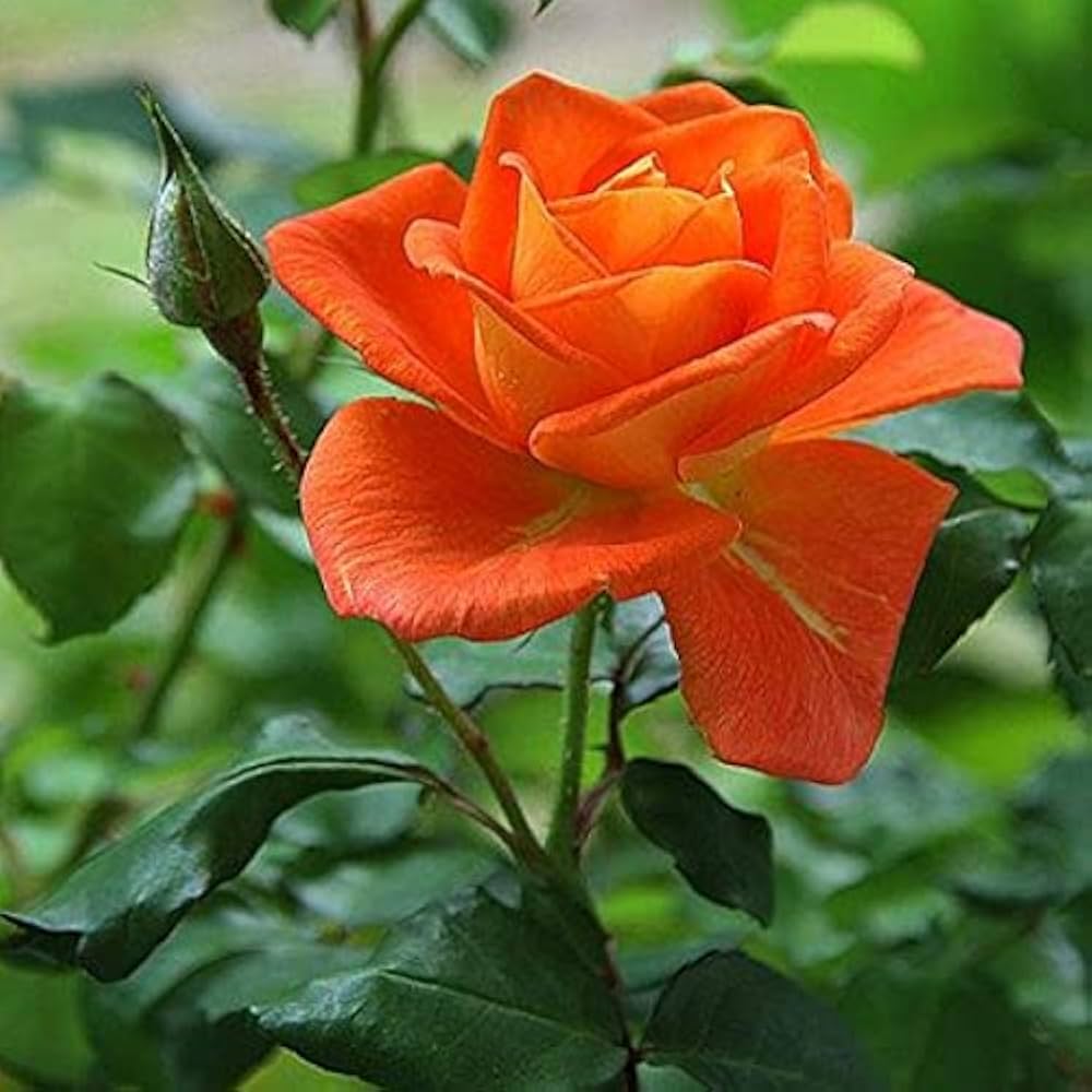 Non-gmo orange rose samen for garten