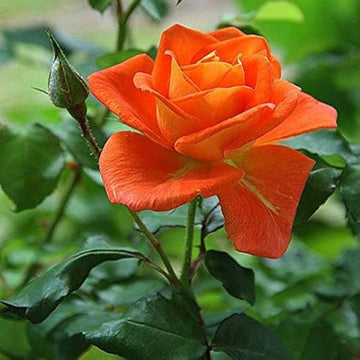Non-gmo orange rose samen for garten