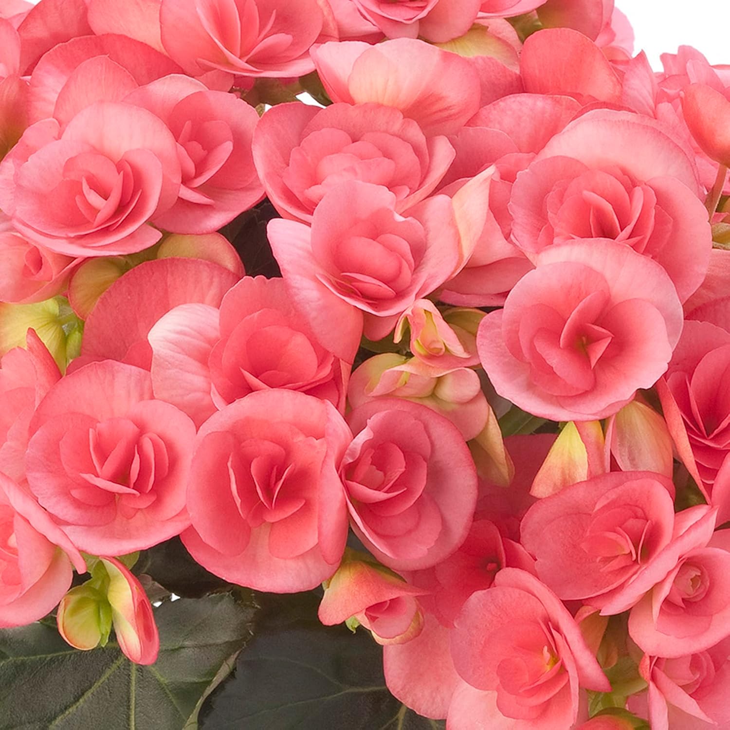 Non-gmo rose rieger begonia blume samen